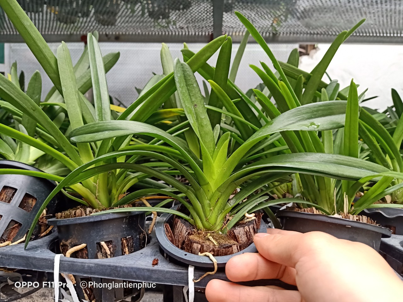 Hoàng Long Thái cây mẹ bản lá Khủng 7cm