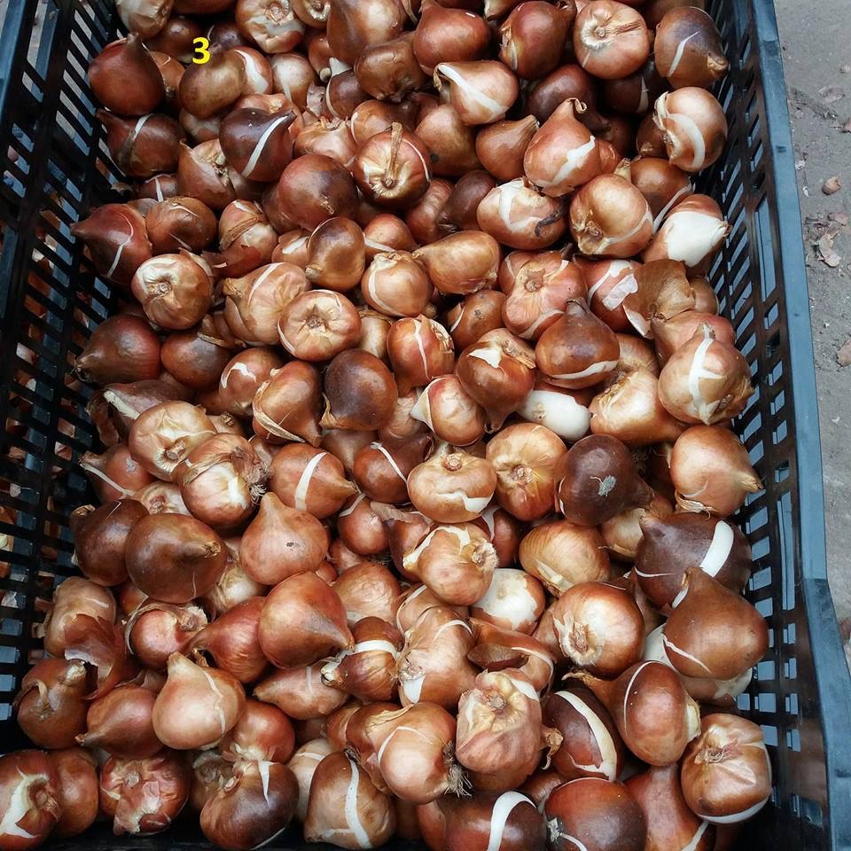 Củ hoa tulip (tuylip) Hà Lan được chọn màu( ra hoa sau 20-25 ngày)