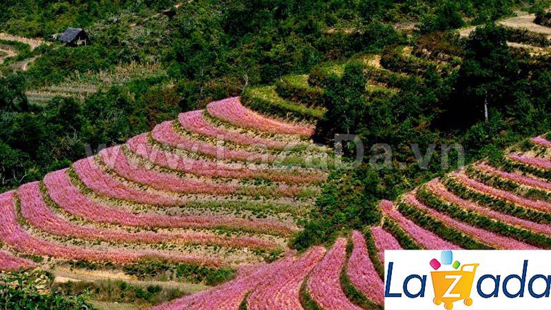 1KG Hạt Giống Hoa Tam Giác Mạch (| -KD: B1*W63)
