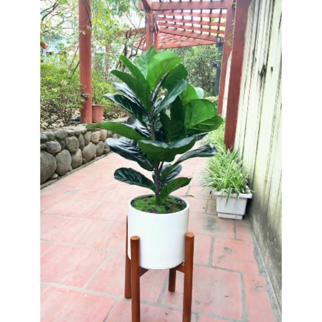 Cây bàng Singapore cao 1m