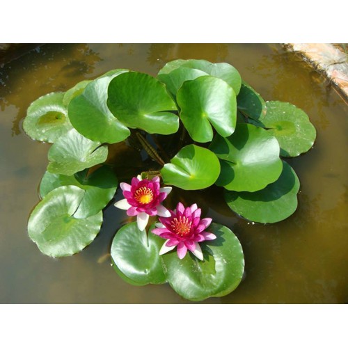 Cây hoa súng kép thái lan đỏ dưa hấu