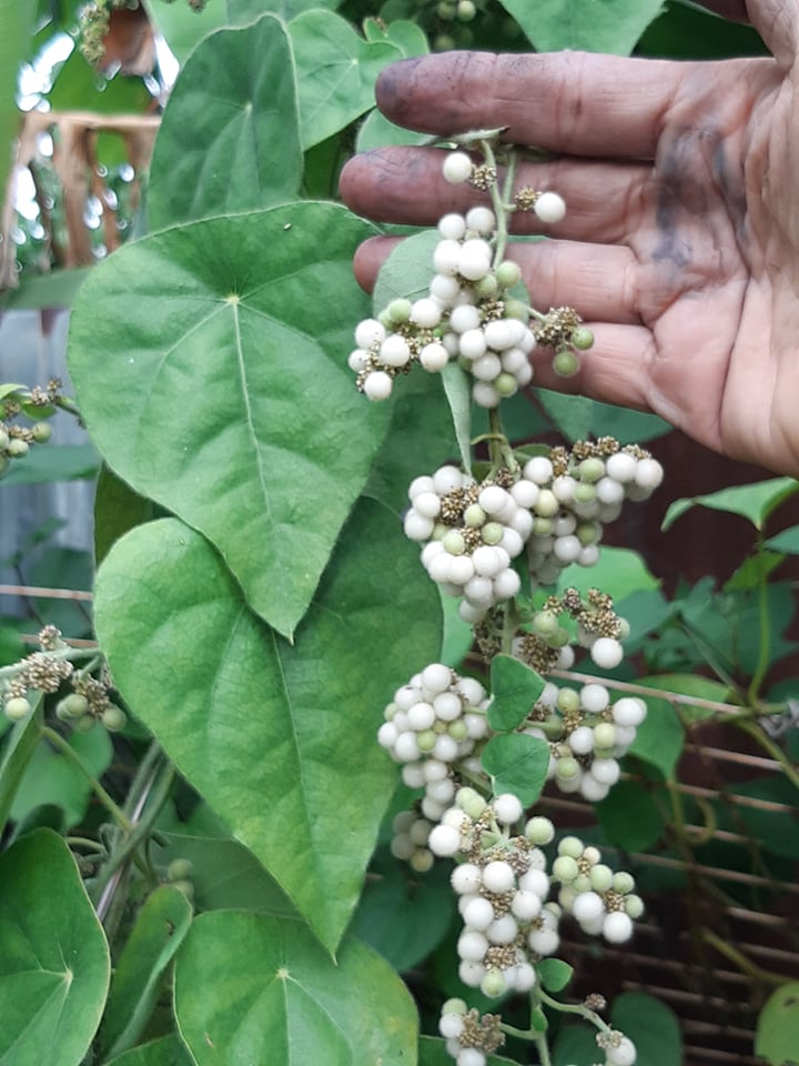 30 hạt giống sương sâm lông