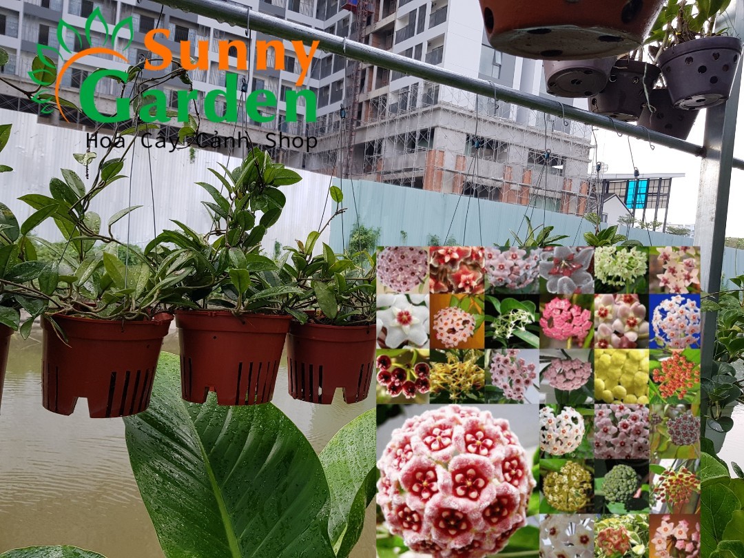 Lan Cẩm Cù ( Hoya Carnosa) - Hoa Lan Chậu Treo