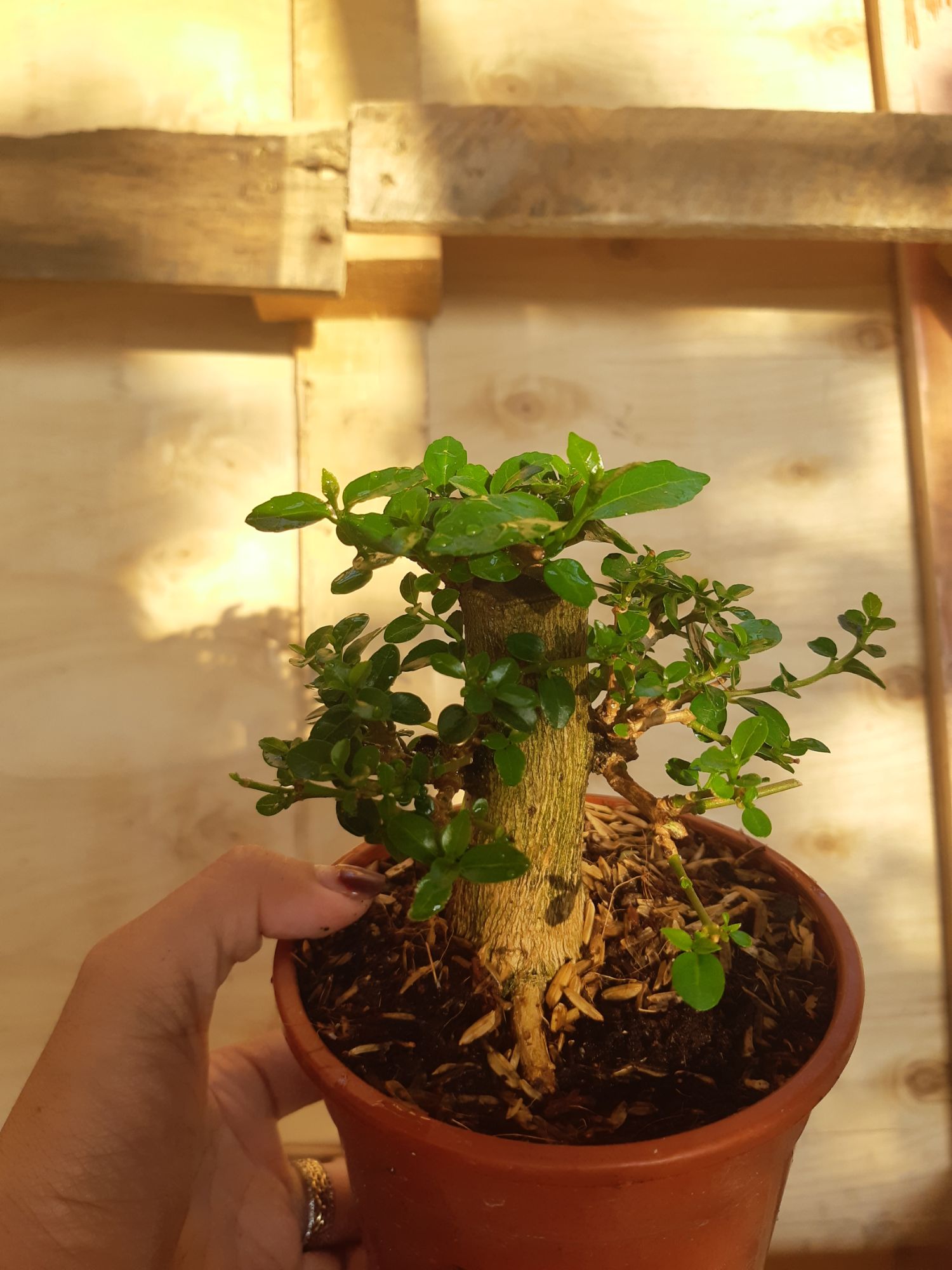 Sam hương mini TẶNG CHẬU