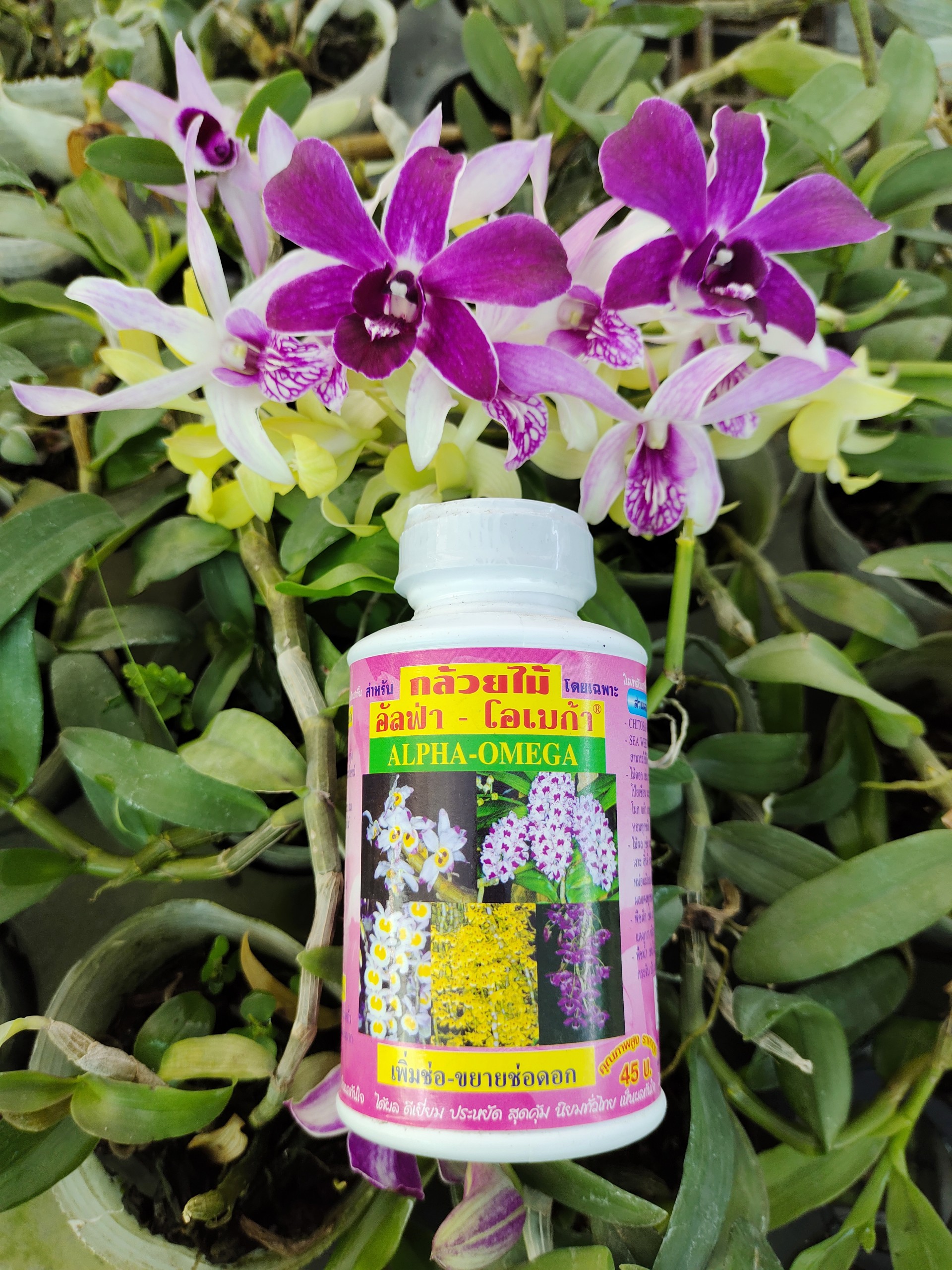 Dung Dịch Kích Hoa Thái Lan -  Alpha Omega 250ml