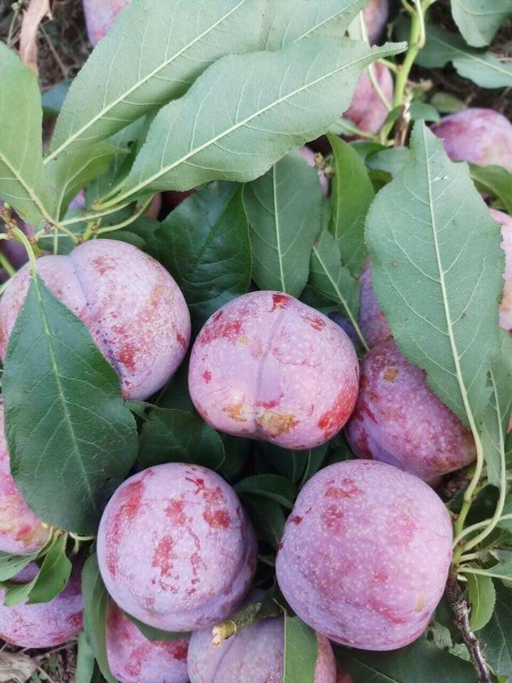 Cây giống mận chiết cành