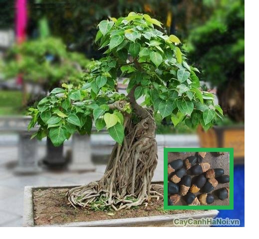 "gói 100 "hạt giống cây bồ đề ấn độ