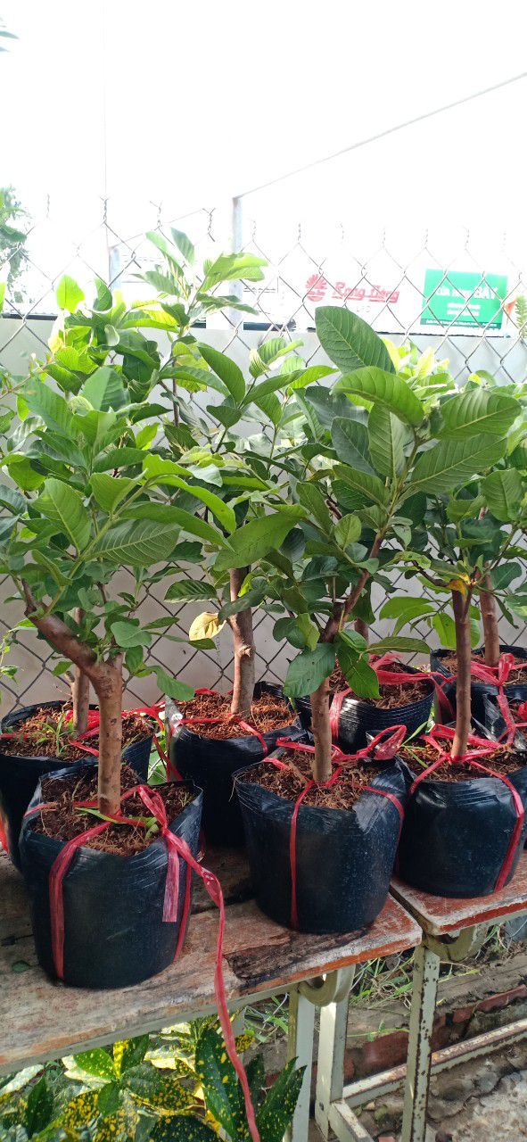 [ Xả - Cắt Lỗ] Cây ổi ruột đỏ ( rubi)