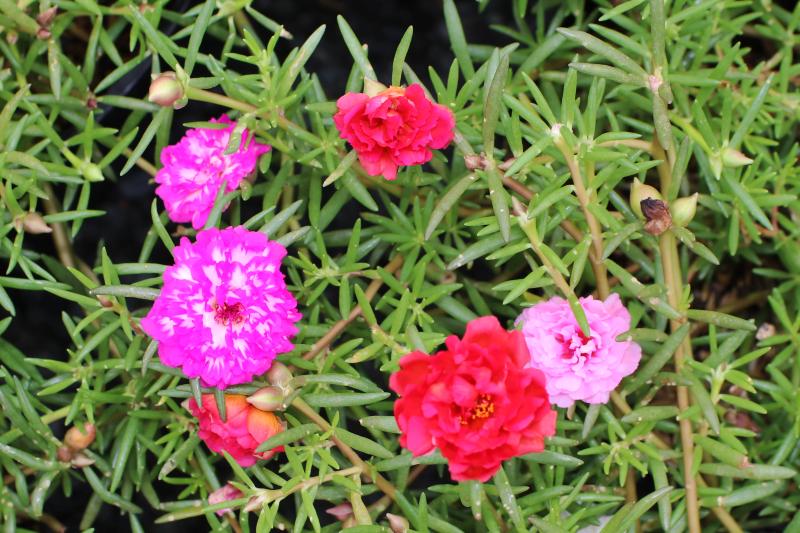 Hoa Mười Giờ - Chậu Hoa Treo