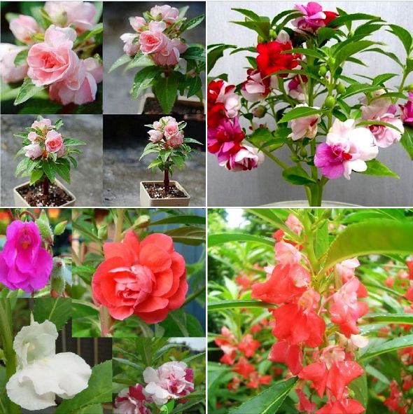 Hạt giống hoa móng tay mix màu-gói 50 hạt