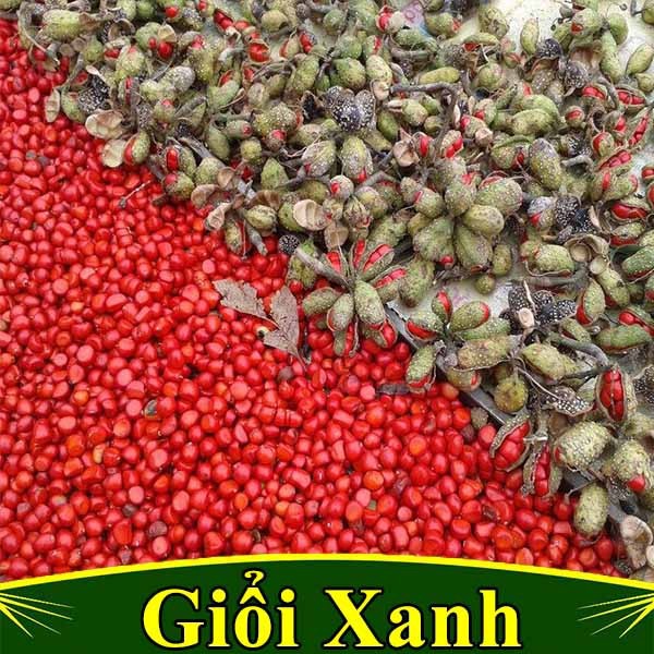 CÂY GIỐNG CÂY DỔI XANH NẾP THU HẠT