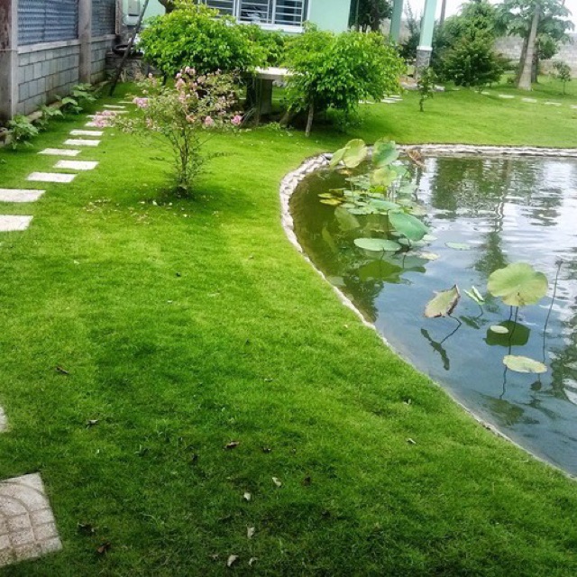 Hạt Giống Cỏ Nhung Nhật 100G
