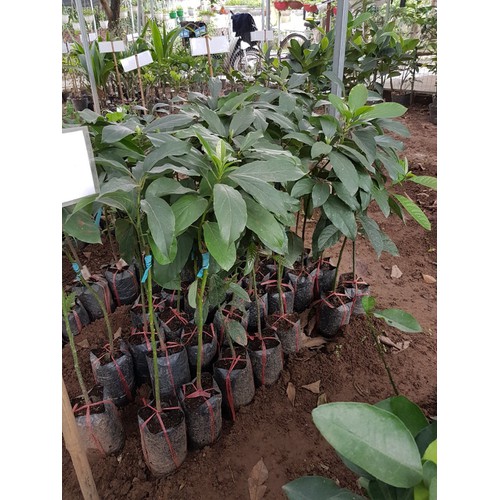 Cây giống bơ sáp