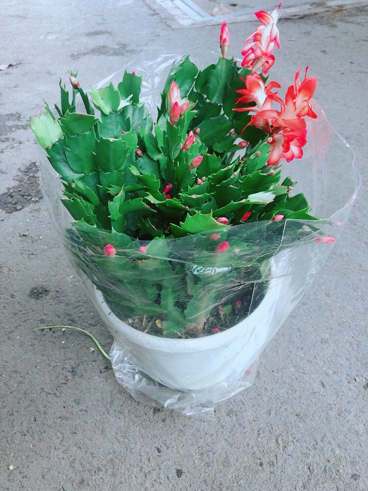 Chậu Hoa Tiểu Quỳnh