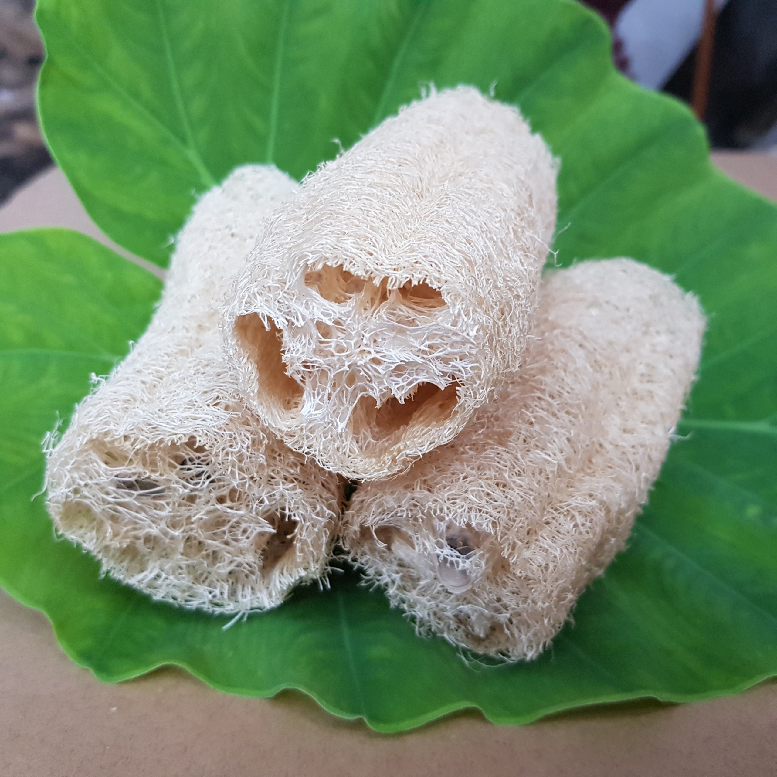 Combo 3 xơ mướp cắt khúc ( 10-11cm ) dùng rửa chén, rửa bát
