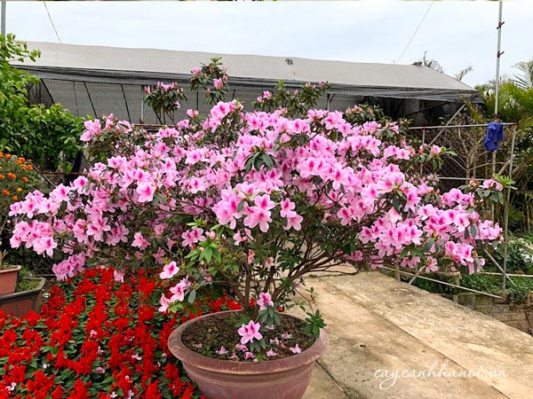 CÂY HOA đỗ quyên- giống chuẩn