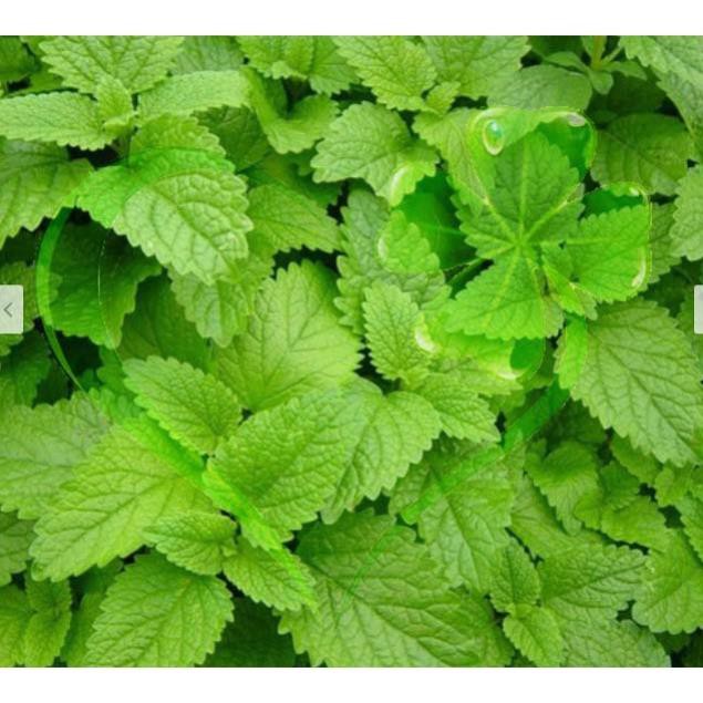Hạt giống rau Húng Chanh gói 0,2 gram