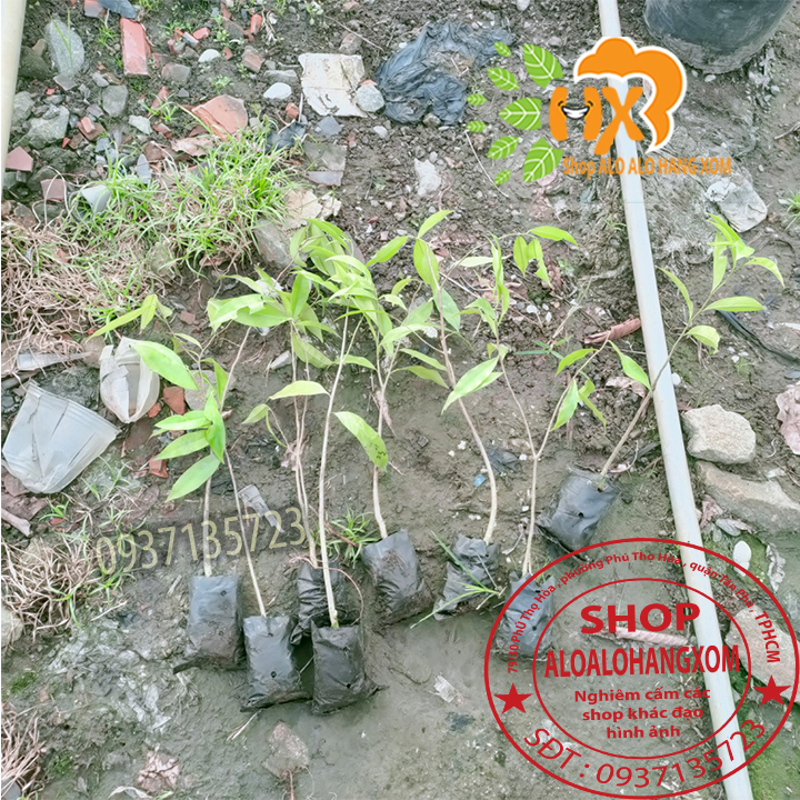 [HCM]combo 5 cây trầm hương ( cây giống )