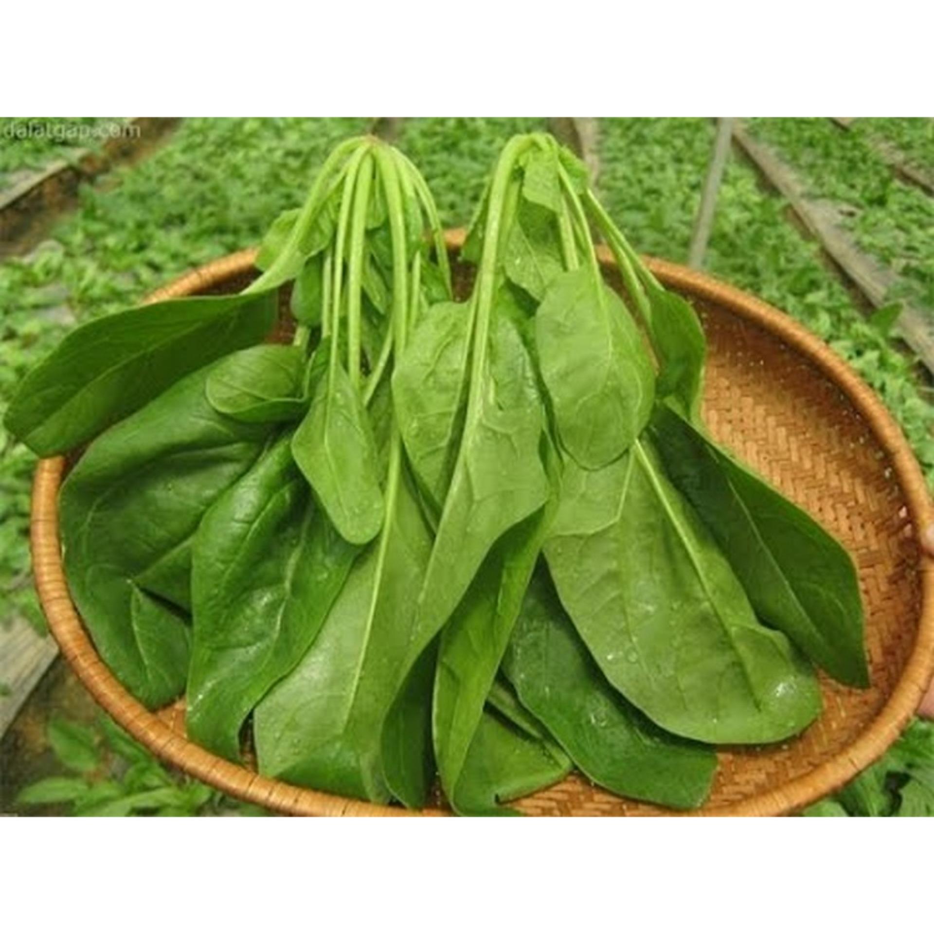 10g Hạt giống Cải bó xôi