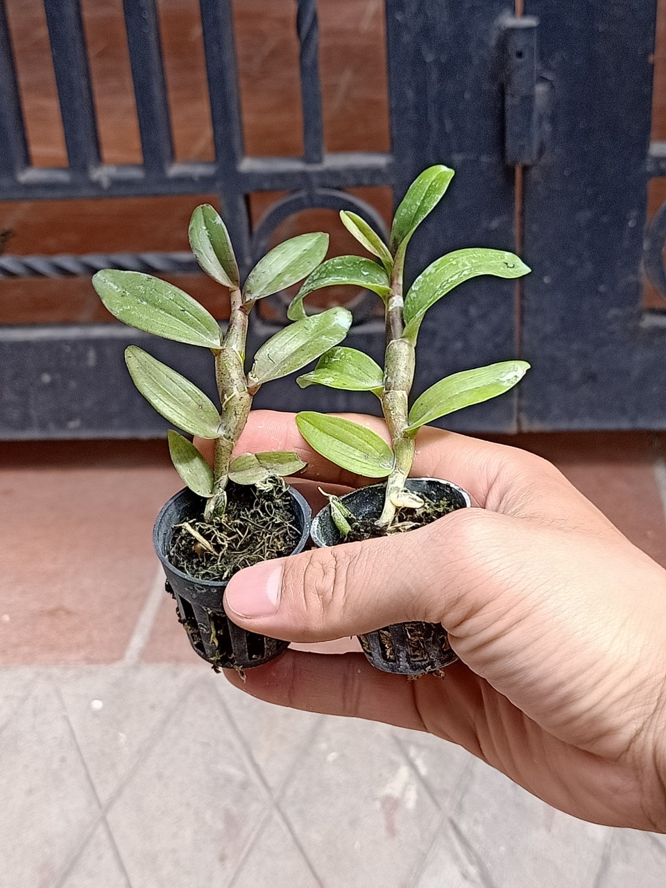 Giả hạc lộc bắc hàng giống
