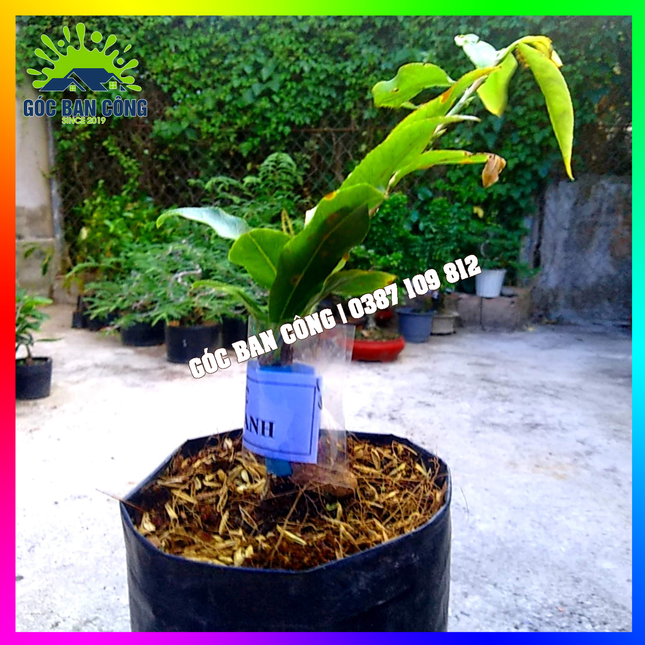 Cây Mai Cúc Đọt Xanh Gốc Quái Mini