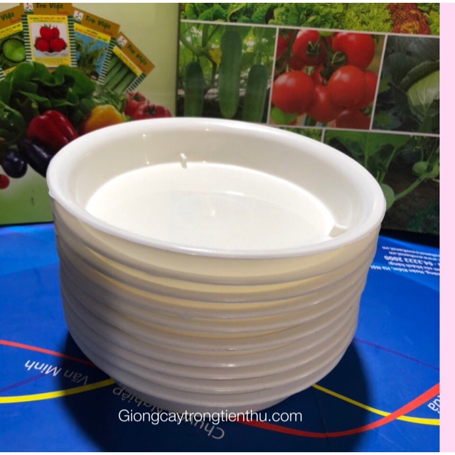 10 ĐĨA LÓT CHẬU CÂY CẢNH PHI 12