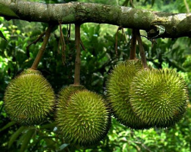 Cây sầu riêng ri6 (3 năm cho trái)