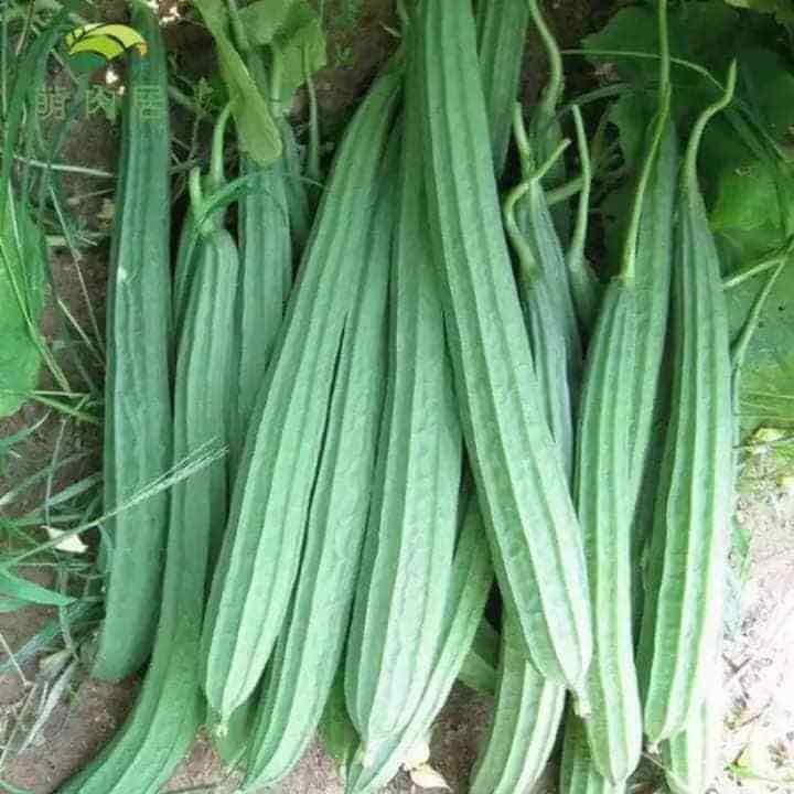 Hạt Mướp Khía Thái Lan F1-41 Trái Dài - Gói 10 Hạt