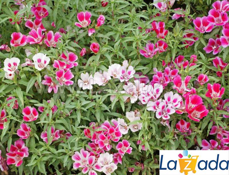 50h Hạt Giống Hoa Hồng Xuân (C2.301| -KD: B6*V24*M239)