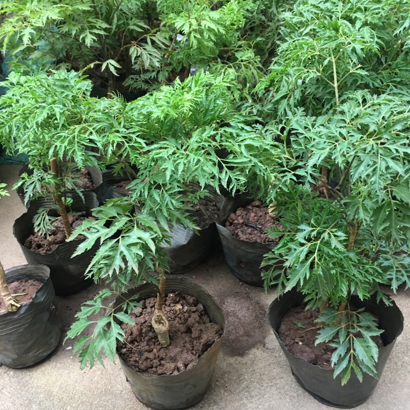 FREESHIP MAX -Cây Đinh Lăng Trồng Sẵn Bầu Đen Ổn Định,Tán Xum