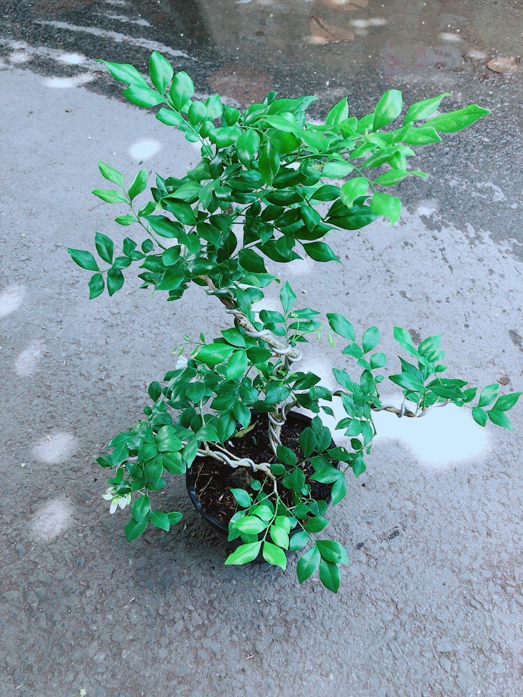 Cây Nguyệt Quế Bonsai