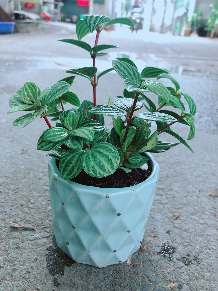 Chậu Cây Kim Cương Hột Xoàn