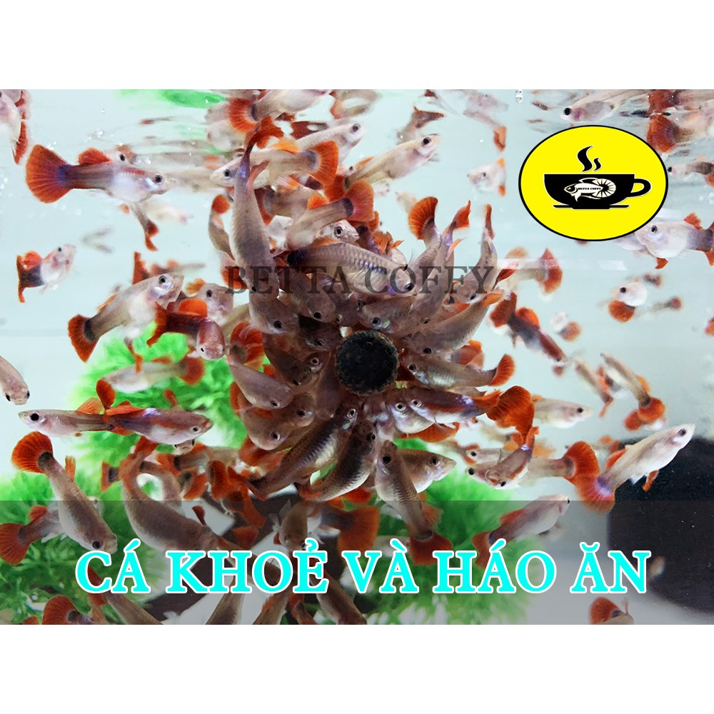Tảo viên Nhật Cho cá - 50g