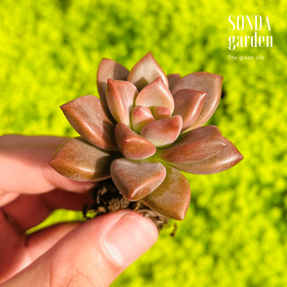 SEN ĐÁ ĐÁ NÂU SIZE MINI SIÊU KHỎE ĐẸP LỖI 1 ĐỔI 1