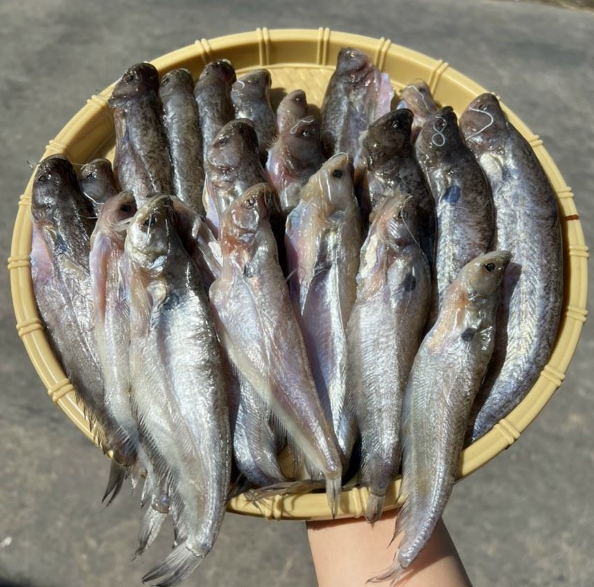 1kg Khô cá trèn -khô cá kết ăn là ghiền- Cá chiên thơm, vàng siêu béo - Khô cá trèn- Vựa Khô Nam Thiên