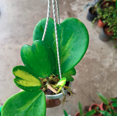Chậu treo lan cẩm cù lá tim