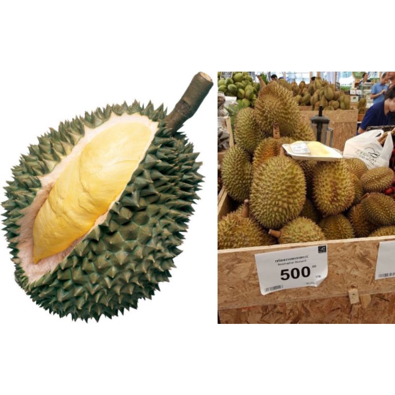 CÂY GIỐNG SẦU RIÊNG THÁI LAN (cây giống có bảo hành )