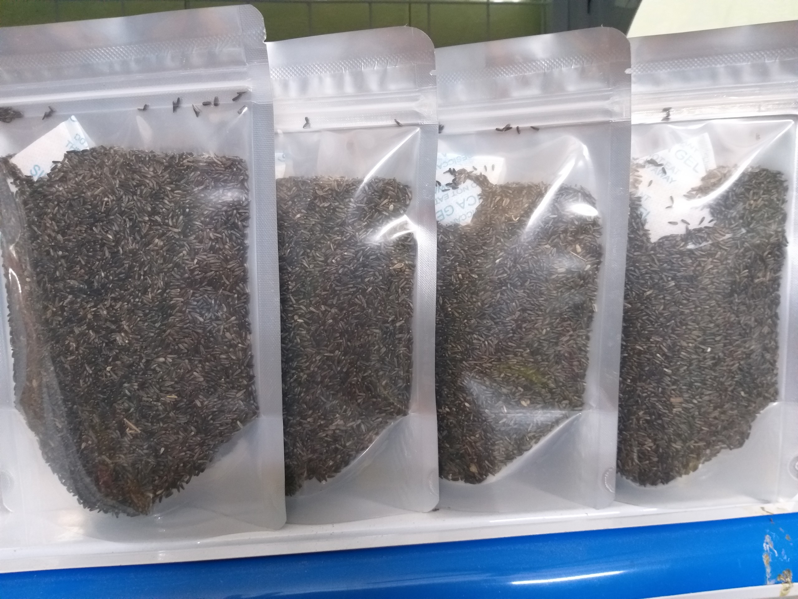 hạt Niger gói 200g