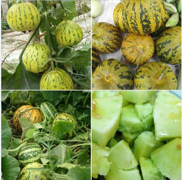 Hạt Giống Dưa Bở Thơm Cao Sản - ( Gói 30 Hạt )
