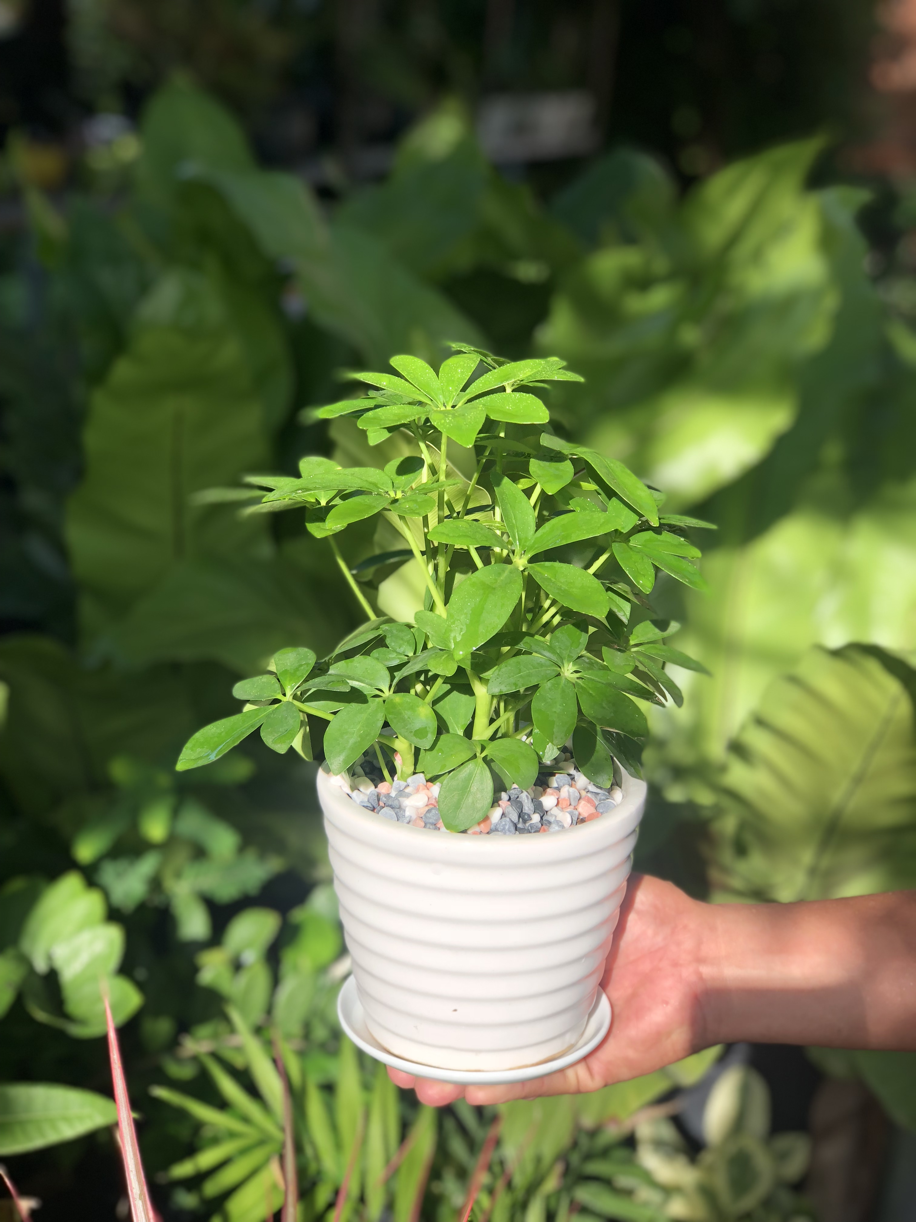 Chậu sứ cây Ngũ Gia Bì