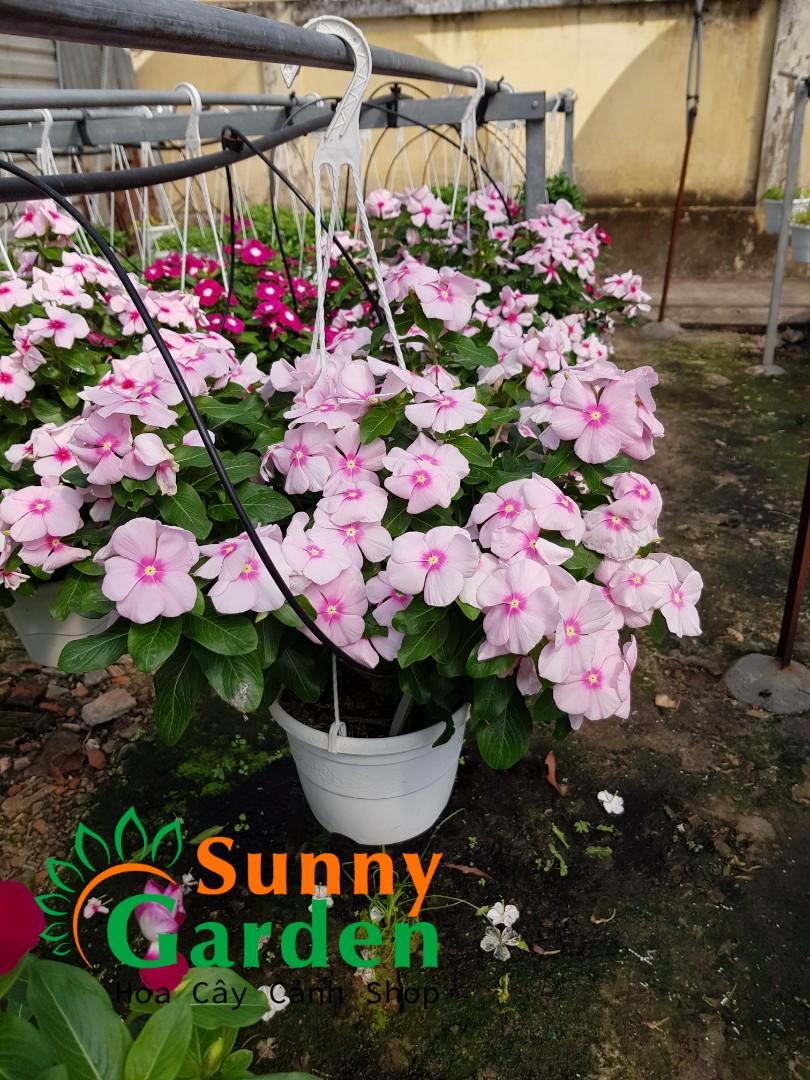 Chậu Dừa Cạn Đứng Mix Màu - Cây Cảnh