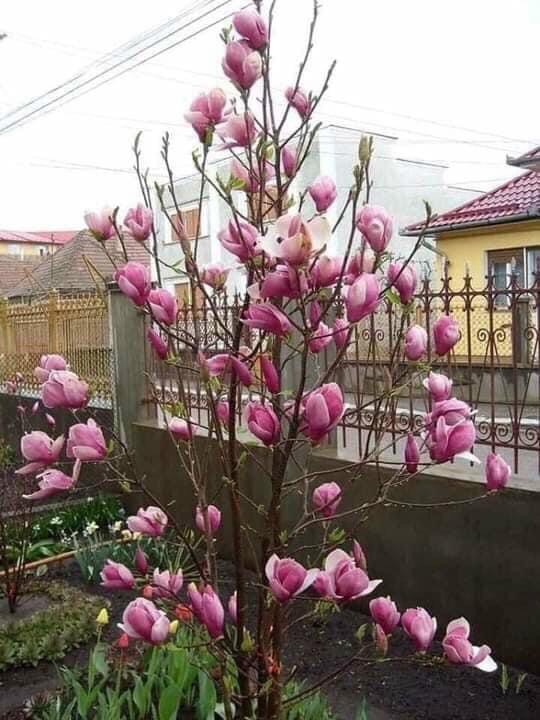 (CÂY GIỐNG) Hoa mộc lan