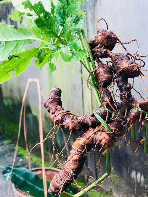 CÂY GIỐNG SÂM NGỌC LINH - CÂY GIỐNG GỬI ĐI NGUYÊN BẦU