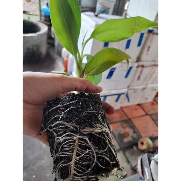 Chuối già LaBa (cam kết chuẩn giống)