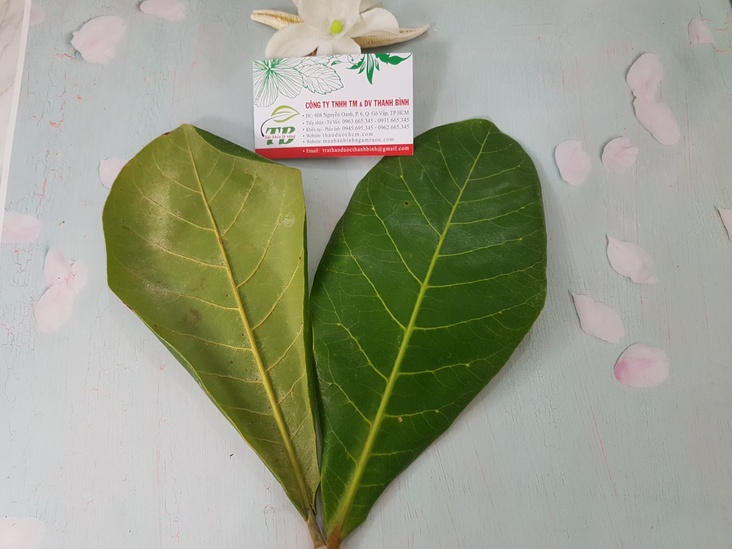 Lá Bàng  Tươi 1KG - Dược Liệu Thanh Bình
