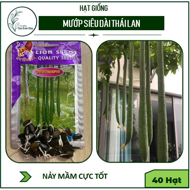 Hạt Giống Mướp Siêu Dài Thái Lan