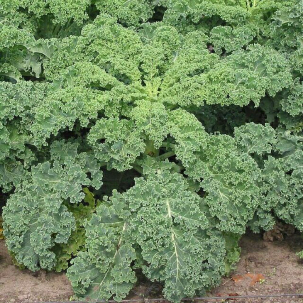 hạt giống cải xoăn - cải kale - gói 2gr 400 HẠT