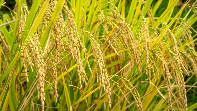 Phân bón Kali Silic 1 lít to hạt, nặng ký, cứng cây