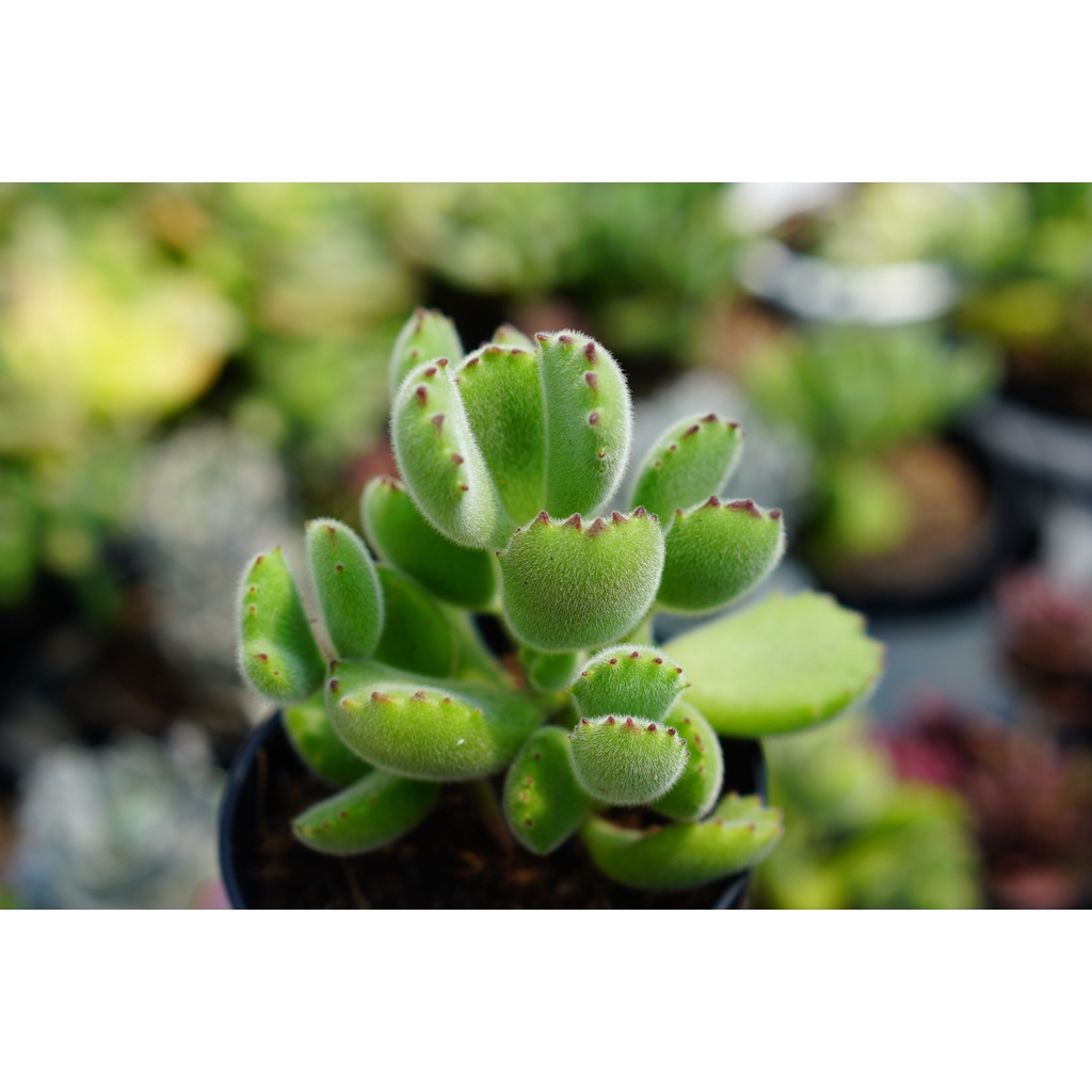 SEN ĐÁ MỚI 8CM - HƯ 1 ĐỔI 1