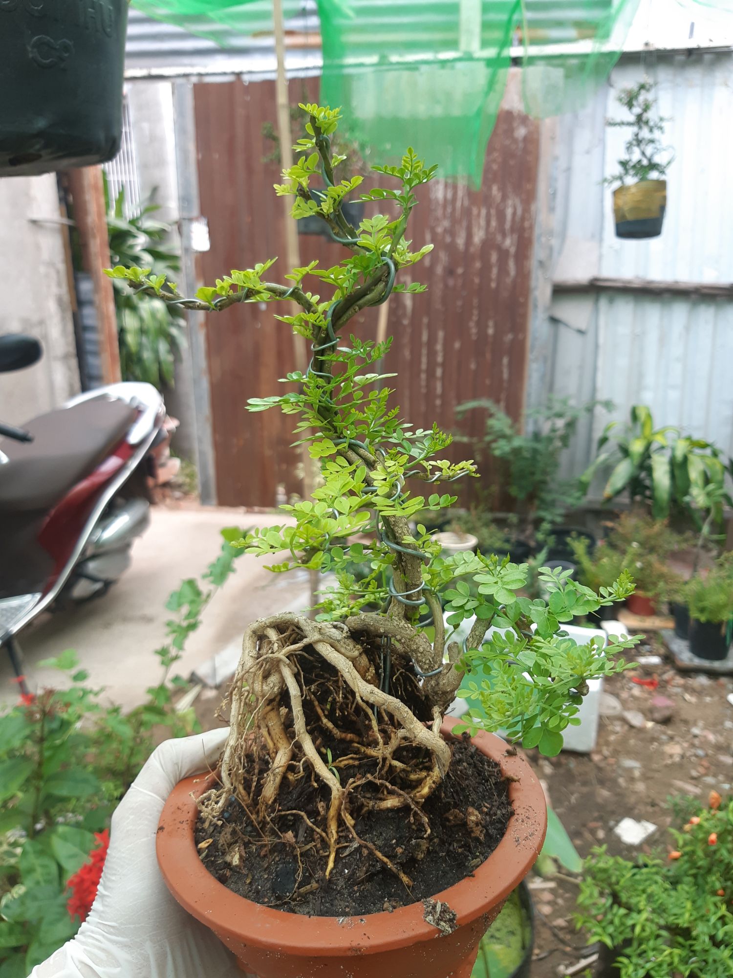 cần thăng bonsai TẶNG CHẬU